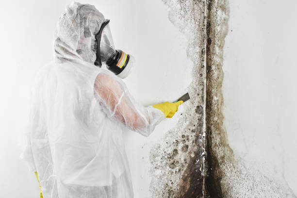 Best Attic Mold Removal  in Fruitland, MD