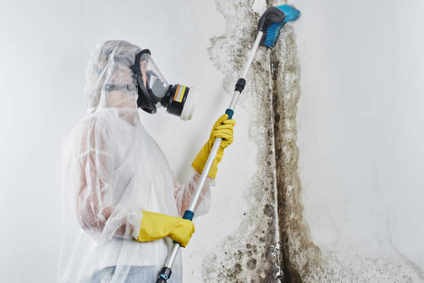 Best Black Mold Removal  in Fruitland, MD