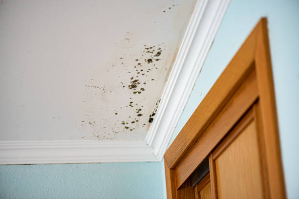 Best Certified Mold Removal  in Fruitland, MD