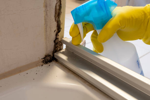 Best Attic Mold Removal  in Fruitland, MD