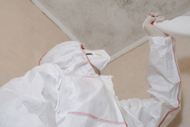 Best Mold Remediation Services  in Fruitland, MD