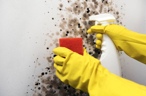 Best Home Mold Removal  in Fruitland, MD