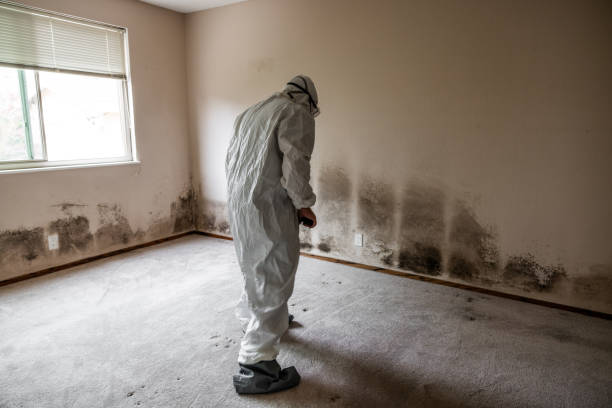 Best Mold Damage Repair  in Fruitland, MD