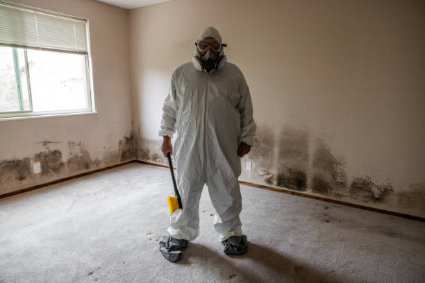 Mold Removal Process in Fruitland, MD