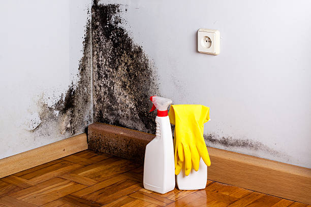 Best Home Mold Removal  in Fruitland, MD