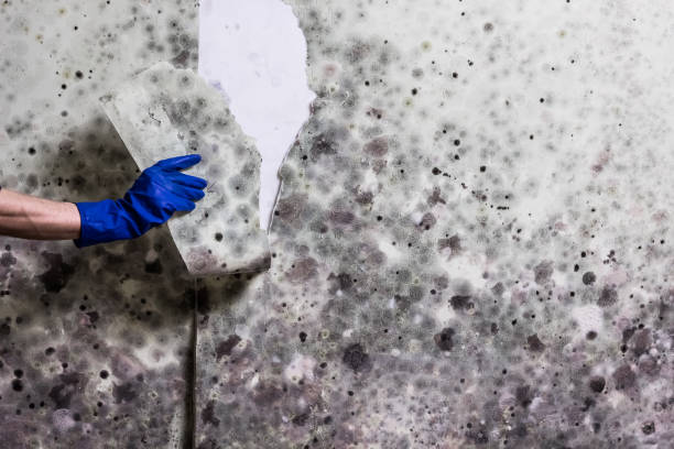 Best Black Mold Removal  in Fruitland, MD