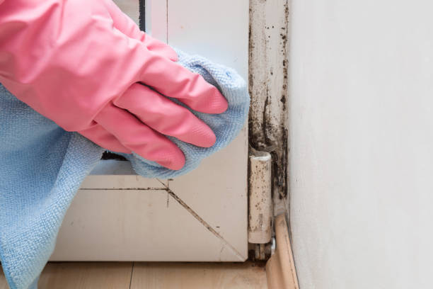 Best Professional Mold Removal  in Fruitland, MD