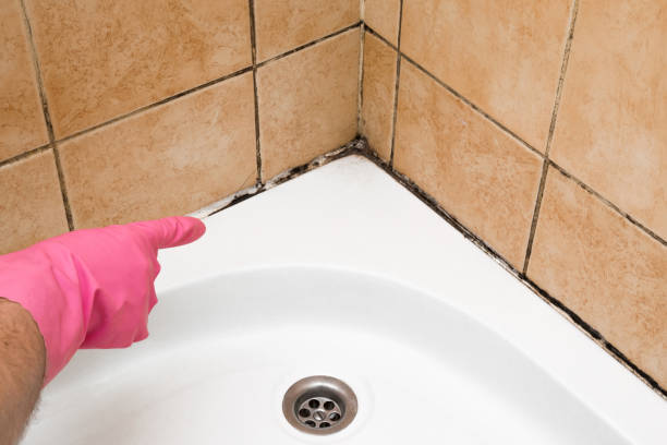 Best Office Mold Removal Services  in Fruitland, MD